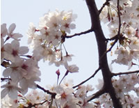 ������ʐ^